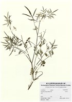 藏品(水芹菜)的圖片